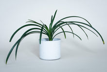 Load image into Gallery viewer, Concrete pot Cylinder large