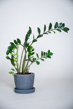 Load image into Gallery viewer, Concrete pot Squircle large (with drainage hole)