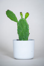 Load image into Gallery viewer, Concrete pot Cylinder small