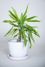 Load image into Gallery viewer, Concrete pot Squircle large (with drainage hole)