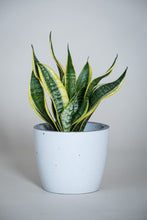 Load image into Gallery viewer, Concrete pot Squircle large