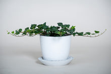 Load image into Gallery viewer, Concrete pot Squircle medium (with drainage hole)