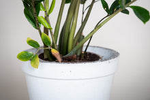 Load image into Gallery viewer, Concrete pot Trapezium Large