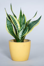 Load image into Gallery viewer, Concrete pot Squircle medium