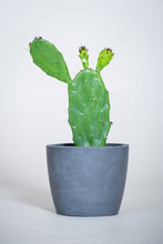 Load image into Gallery viewer, Concrete pot Squircle medium