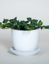 Load image into Gallery viewer, Concrete pot Squircle medium (with drainage hole)