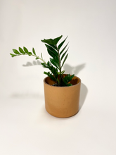 Load image into Gallery viewer, Concrete pot Terracotta Cylinder large