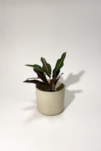 Load image into Gallery viewer, Concrete pot Beige Cylinder large