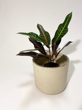 Load image into Gallery viewer, Concrete pot Beige Cylinder large