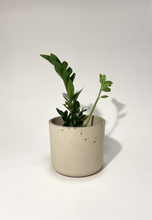 Load image into Gallery viewer, Concrete pot Beige Cylinder large