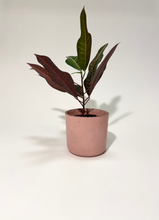 Load image into Gallery viewer, Concrete pot Pink Cylinder small