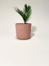 Load image into Gallery viewer, Concrete pot Pink Cylinder small