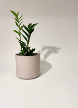 Load image into Gallery viewer, Concrete pot Rose Cylinder large