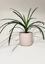 Load image into Gallery viewer, Concrete pot Rose Cylinder large