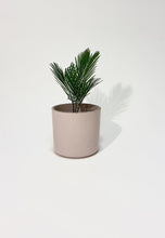 Load image into Gallery viewer, Concrete pot Rose Cylinder small
