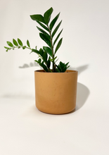 Load image into Gallery viewer, Concrete pot Terracotta Cylinder large
