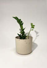 Load image into Gallery viewer, Concrete pot Beige Cylinder large
