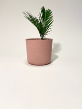 Load image into Gallery viewer, Concrete pot Pink Cylinder small
